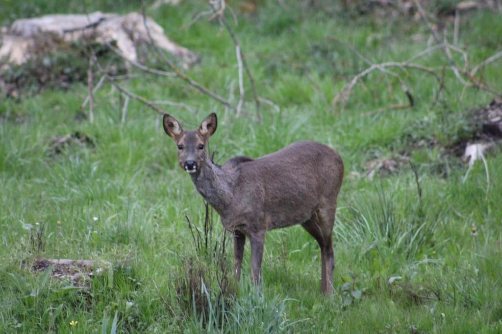 Gite La Cabuche Proche Du Zoo De Beauval Le Controis-en-Sologne Zewnętrze zdjęcie